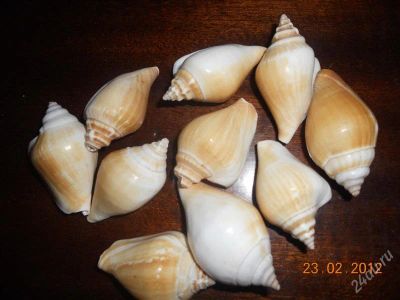 Лот: 1585131. Фото: 1. Ракушки. Грунты, украшения, наполнения
