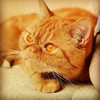 Лот: 7517971. Фото: 1. Кошка персидского экзота. Кошки, котята