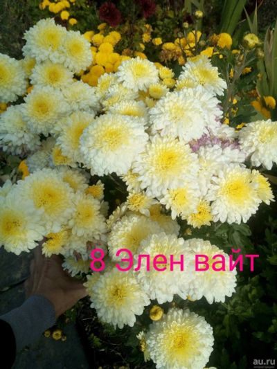 Лот: 13491764. Фото: 1. Хризантема корейская. Садовые цветы