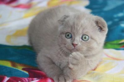 Лот: 7093038. Фото: 1. Шотландский вислоухий котик. Кошки, котята