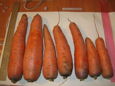 Лот: 12521709. Фото: 1. Морковь от дачника, Вкусная!. Овощи, фрукты, зелень