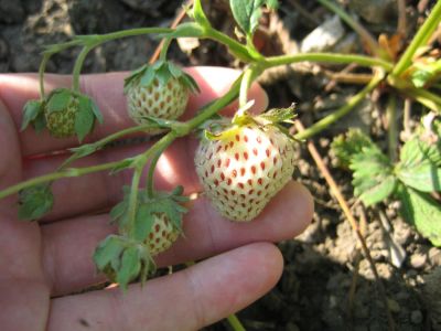 Лот: 4358651. Фото: 1. Клубника pineberry, 4 укорененных... Другое (семена, рассада, садовые растения)