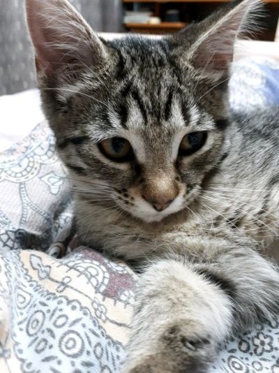 Лот: 10960691. Фото: 1. Котенок от кошки мышеловки, уже... Кошки, котята