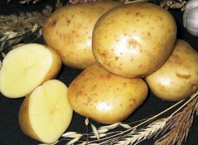 Лот: 3070956. Фото: 1. Продам Картофель красивая и вкусная... Картофель