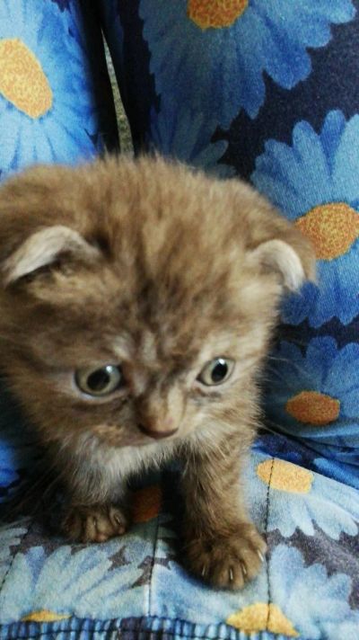 Лот: 11914456. Фото: 1. Кошечка шотландка. Кошки, котята