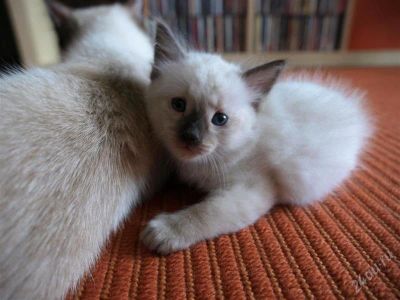 Лот: 2227461. Фото: 1. Продам сиамских котят 300р. Кошки, котята