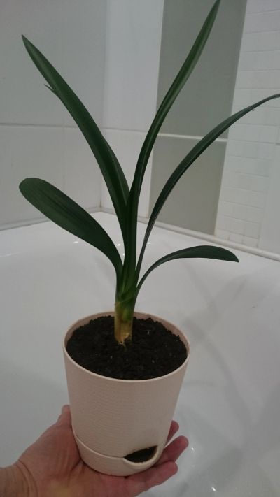 Лот: 15602253. Фото: 1. Кливия,растение с фото. Горшечные растения и комнатные цветы