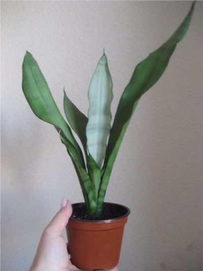 Лот: 7038960. Фото: 1. Сансевиерия Муншайн (Sansevieria... Горшечные растения и комнатные цветы