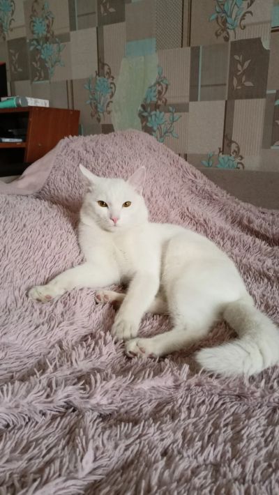 Лот: 18939200. Фото: 1. Кот. Кошки, котята