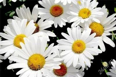 Лот: 950886. Фото: 1. Ромашка многолетняя, куст. Садовые цветы