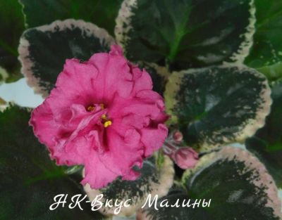 Лот: 8485794. Фото: 1. Продам лист сортовой фиалки НК-Вкус... Горшечные растения и комнатные цветы