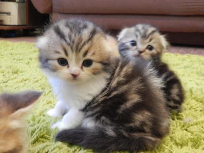 Лот: 7463877. Фото: 1. Разноцветный шотландец с родословной. Кошки, котята