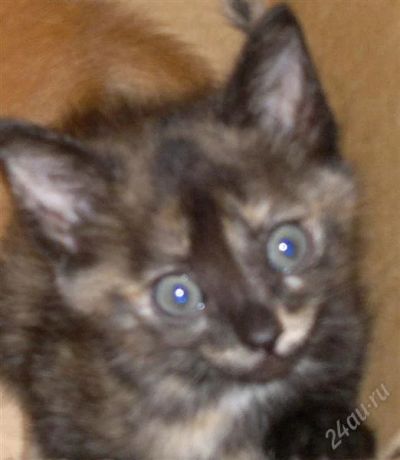 Лот: 1728913. Фото: 1. Отдам котят в хорошие руки. Кошки, котята
