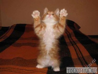 Лот: 2047612. Фото: 1. котята!!!курильский бобтейл!!. Кошки, котята