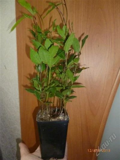 Лот: 2710183. Фото: 1. Лавр. Горшечные растения и комнатные цветы