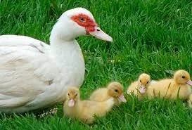 Лот: 17552477. Фото: 1. Икубационное яйцо мускусной утки... Птицы