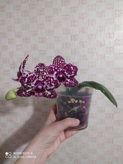 Лот: 17463364. Фото: 1. Орхидея фаленопсис Дикий кот. Горшечные растения и комнатные цветы