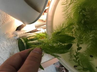 Лот: 12089536. Фото: 1. Водоросли аквариумные. Водные растения