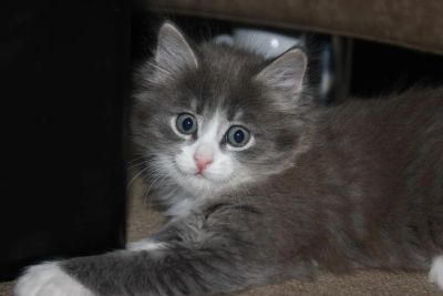 Лот: 4849635. Фото: 1. Дымчатый серый котенок. Кошки, котята