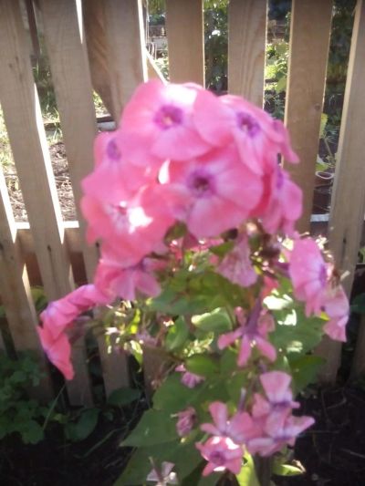 Лот: 11064640. Фото: 1. флокс розовый. Садовые цветы