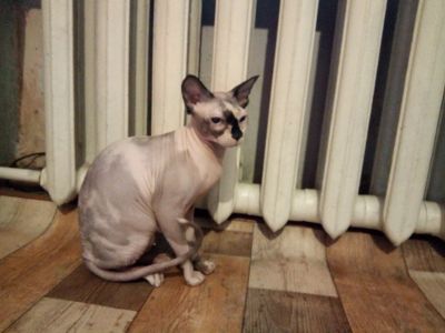 Лот: 12874696. Фото: 1. Кошечка сфинкс. Кошки, котята