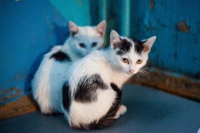 Лот: 6146594. Фото: 1. Котята ищут дом!!. Кошки, котята