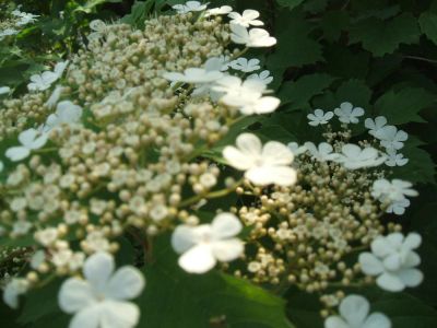 Лот: 9925334. Фото: 1. калина. Ягоды