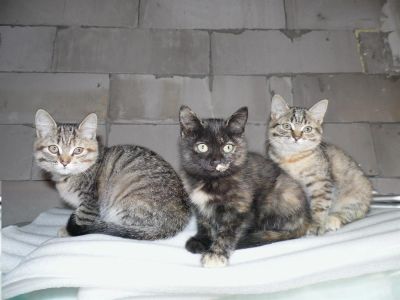 Лот: 3189154. Фото: 1. Отдам в хорошие руки 3-х котят. Кошки, котята