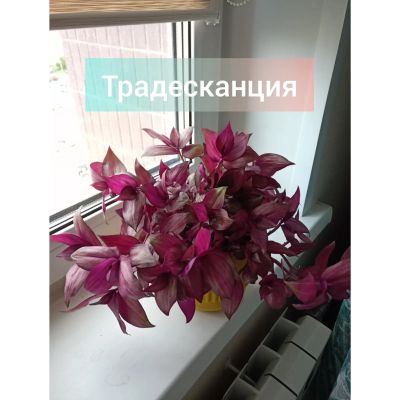 Лот: 19369595. Фото: 1. Традесканция. Горшечные растения и комнатные цветы