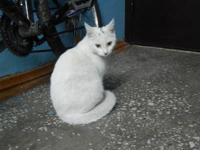 Лот: 7329429. Фото: 1. Белый кот. Кошки, котята