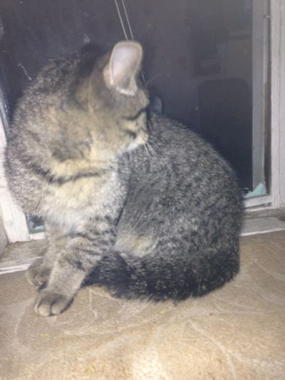 Лот: 12120547. Фото: 1. помогите найти котенку дом котенок... Кошки, котята