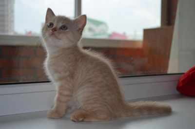 Лот: 2989006. Фото: 1. Чудный шотландский котик). Кошки, котята