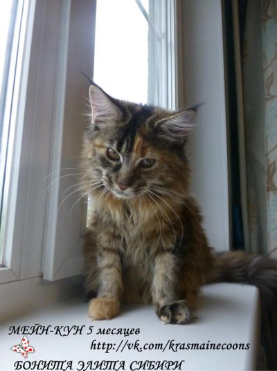 Лот: 3761957. Фото: 1. Мейн-Куны от Чемпионов/ Мейн Кун... Кошки, котята