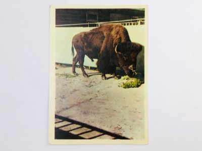 Лот: 23296587. Фото: 1. Бизон. Открытка. 1963. Открытки, конверты