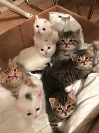 Лот: 13718597. Фото: 1. Шотландские котята. Кошки, котята