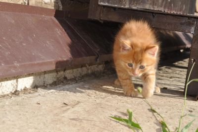 Лот: 10048702. Фото: 1. котик сторожевой породы. Кошки, котята