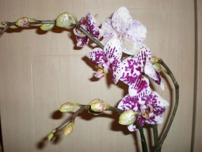 Лот: 3731890. Фото: 1. Орхидея "фаленопсис цветет. Горшечные растения и комнатные цветы