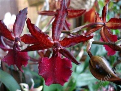 Лот: 1604081. Фото: 1. орхидея камбрия. Горшечные растения и комнатные цветы