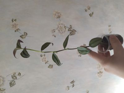 Лот: 14703748. Фото: 1. Эухарис, хлорофиттум Бони, традесканция. Горшечные растения и комнатные цветы