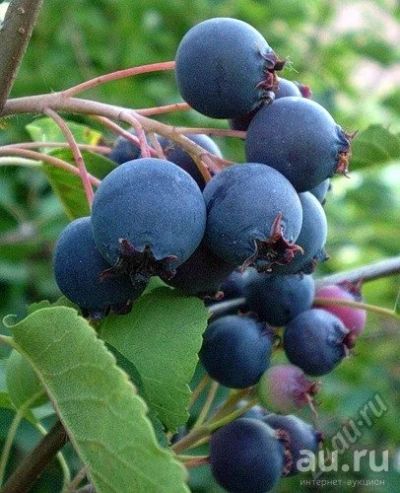 Лот: 7889706. Фото: 1. ИРГА ЯГОДА В наличии вкусная... Ягоды, орехи