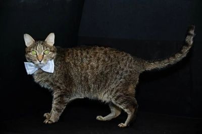 Лот: 7634142. Фото: 1. Взрослому коту очень нужна любящая... Кошки, котята