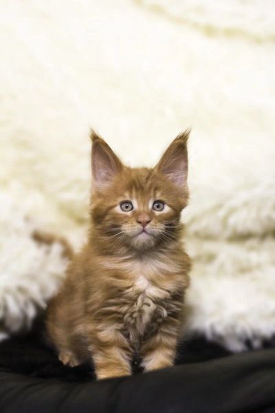 Лот: 10998421. Фото: 1. Котята. Кошки, котята