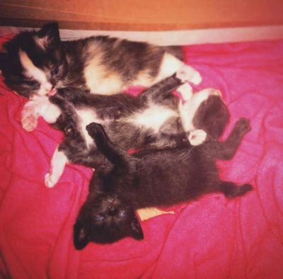 Лот: 9792621. Фото: 1. Котенок курильский бобтейл. Кошки, котята