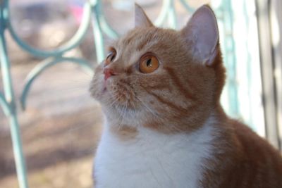 Лот: 4566558. Фото: 1. IШотландская кошка, имеет титул... Кошки, котята