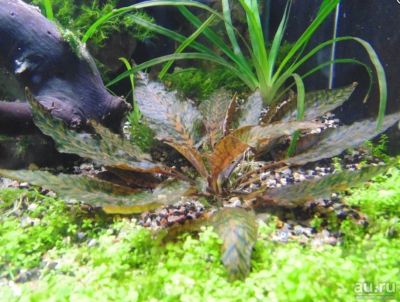 Лот: 12963157. Фото: 1. Нури Криптокорина (Cryptocoryne... Водные растения