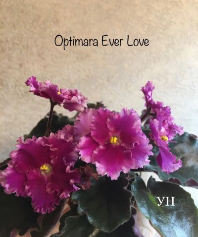 Лот: 16548574. Фото: 1. Фиалка Optimara Ever Love (лист... Горшечные растения и комнатные цветы