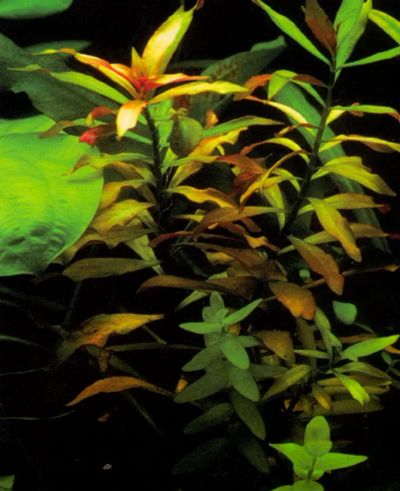 Лот: 6134908. Фото: 1. Людвигия гибридная (Ludwigia repens... Водные растения