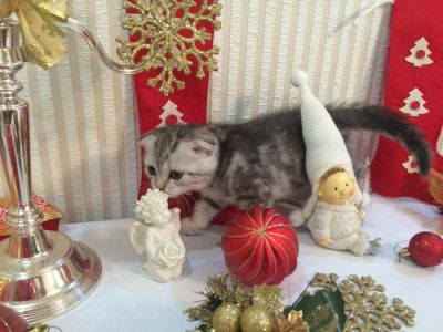 Лот: 6522108. Фото: 1. Шотландские котята. Кошки, котята