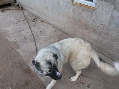 Лот: 3498859. Фото: 1. Отдам в хорошие руки помесь кавказской... Собаки, щенки