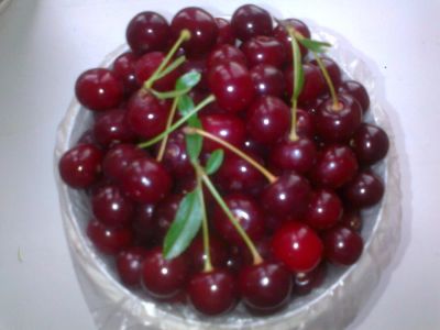 Лот: 7699462. Фото: 1. Вишня степная (кустовая, на ножке... Другое (семена, рассада, садовые растения)